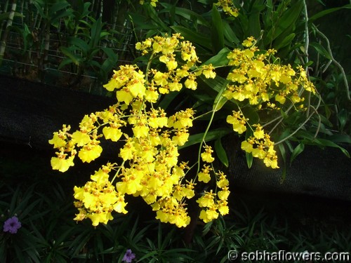 Oncidium Inflorescence